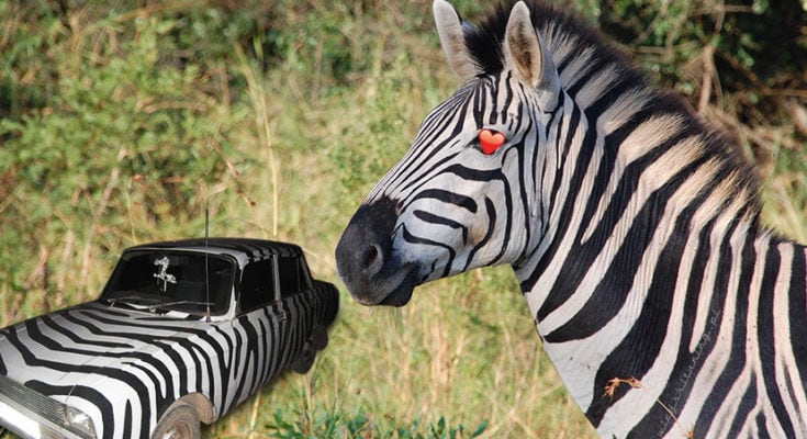 tuningowe zoo animal body kit tuning WT